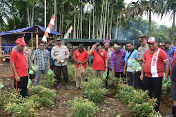 Calvin Mansenmbra Ikut Panen Raya Cabe di Kampung Ramdori 