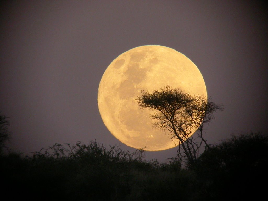 Mark Scrivener Poetry: Poems and their Backgrounds: Poetry Blog No 172 Yellow Moon