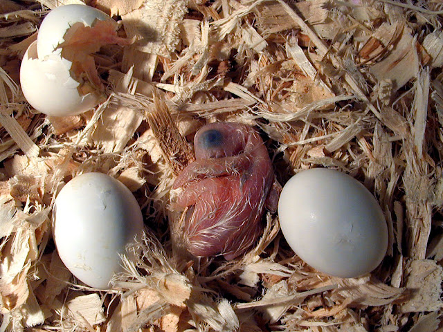 African Grey Parrot breeding