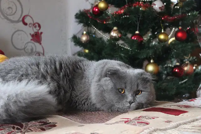 How to Keep Your Cat Out of the Christmas Tree
