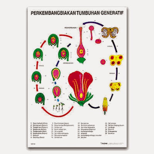  Contoh  Makalah Tentang Tumbuhan  Generatif  dan  Tumbuhan  