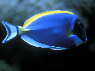 animal fish under sea water coral scenery