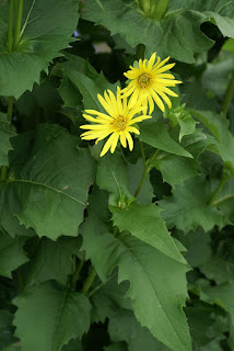 Silphe perfolié - Silphium perfoliatum - Plante bain d'oiseau 