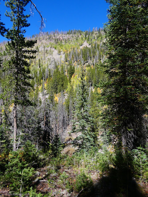 103: yellow spots on a hill of evergreens