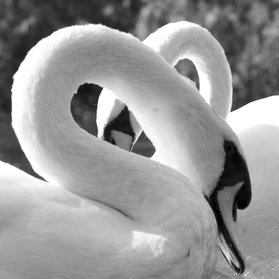 black and white photos of love. SIMPLE as BLACK amp; WHITE