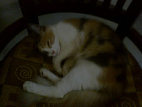 foto kucing calico sedang tidur