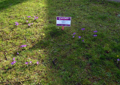 Purple4Polio crocus flowers near the Tintab shelter in Brigg - picture taken February 2019