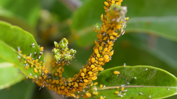 Insecticidal soap tree pest control Marietta Ga