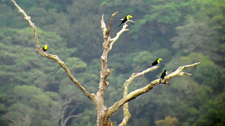 Keel-billed Toucans