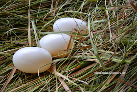 Crocodile-Eggs