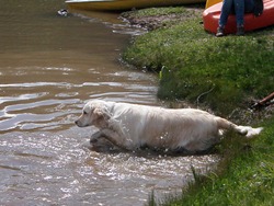 Pets 4_2 (39)