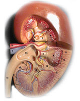 Gagal Ginjal - Chronic Kidney Disease