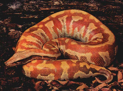 Blood Python Snake