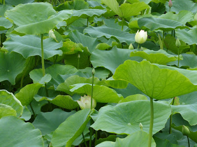 深北緑地のレンコン畑 蓮の花