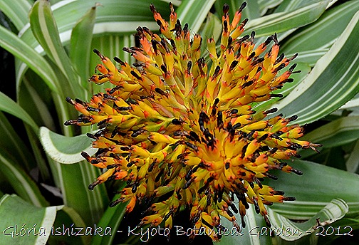 Glória Ishizaka -   Kyoto Botanical Garden 2012 - 13