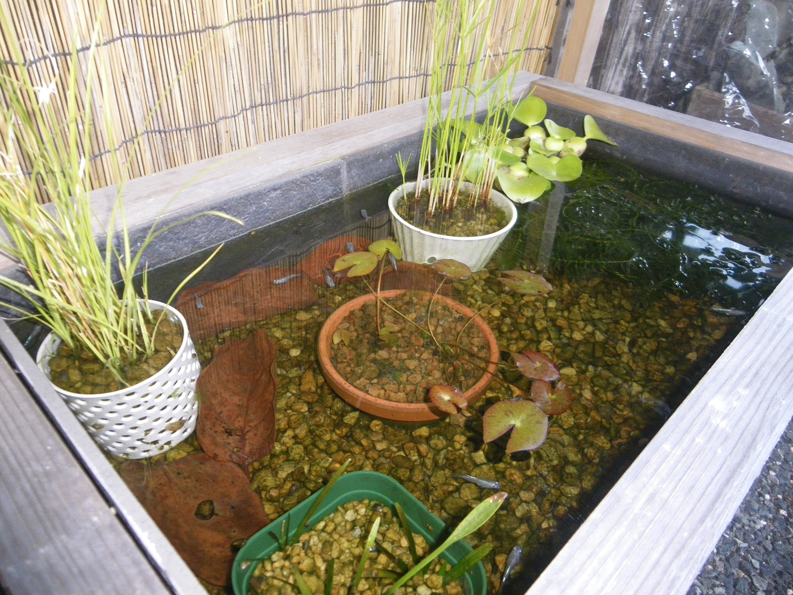 メダカのビオトープに本格的な冬が訪れました メダカの大工
