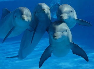 olfato delfines