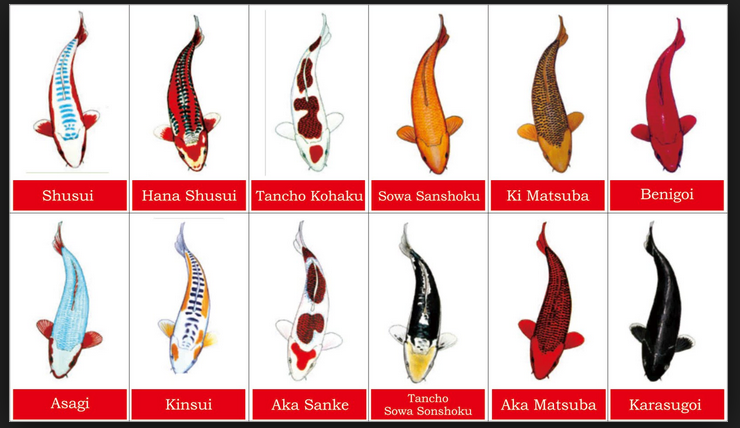 Gambar Jenis Jenis Koleksi Ikan Koi Termahal