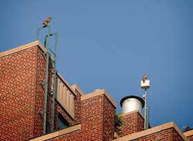 Tompkins Square hawk fledglings atop the Christodora