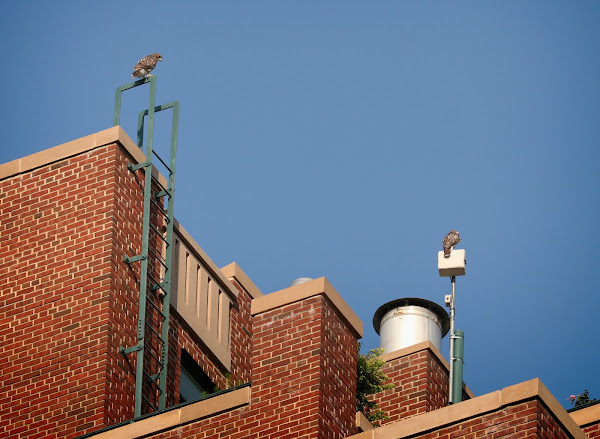 Tompkins Square hawk fledglings atop the Christodora