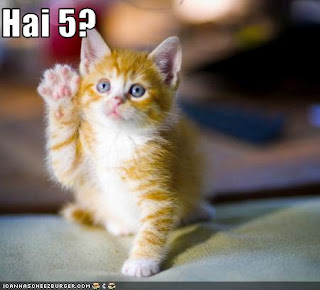 funny cat picture high five image