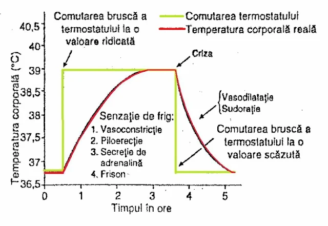 tipuri de febra