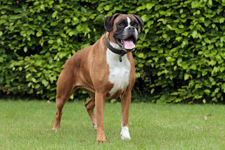 Boxer dog