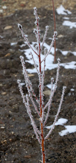 The saplings are decorated