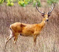 Hard Ground Barasingha