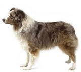 Australian Shepherd Breed
Australian Shepherd Breed