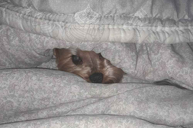 Yorkie snuggled under a duvet, only his nose and eyes showing