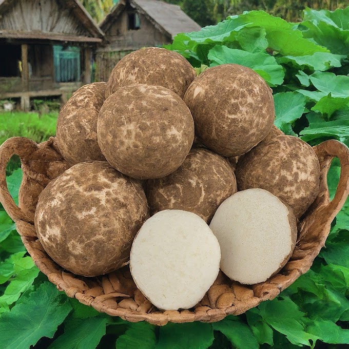 Value and Culinary Delights of Elephant Yam (Suran/Jimikand)