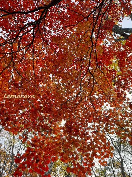 Клён ложнозибольдов (Acer pseudosieboldianum)