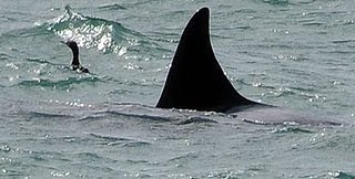 A cormorant was sharing hours on the sea with Orcas at the attack  channel in Punta Norte