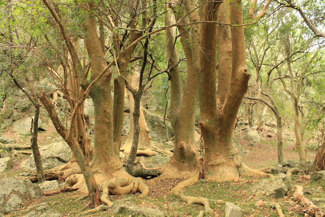 Montes de Ombúes