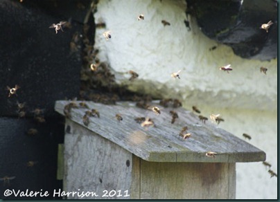 bees