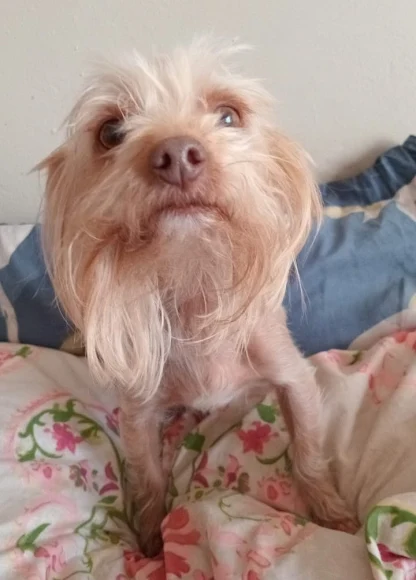 adopt a female Yorkshire Terrier Vivian