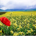 Tips For Photographing Flowers