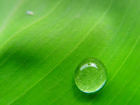 Green Leaves Water Drops Wallpapers