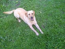 Yellow Labrador Retriever