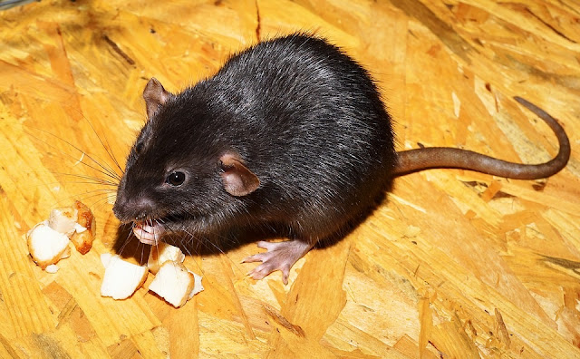 Four Shocking Reasons Why There Are Rats In Your House