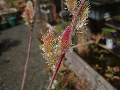 ネコヤナギ　花