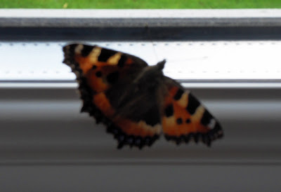 Butterfly on my office windowsill