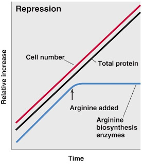  Sebuah sel hidup mempunyai ribuan enzim yang berbeda Pintar Pelajaran Enzim : Aktivitas, Sintesis, Induksi, Represi, Operon, Degradasi, Pengaturan, Katalitik