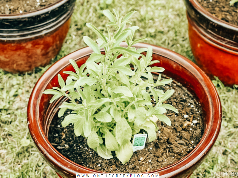 The ultimate guide to stevia! Tons of resources on how to grow & preserve the stevia plant! | On The Creek Blog // www.onthecreekblog.com