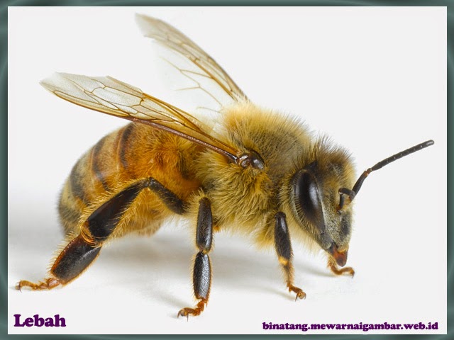 Inspirasi Spesial Gambar Binatang Lebah, Pot Bunga