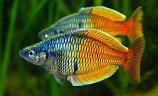 Ikan rainbow boesemani