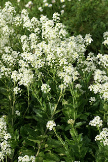 Peltaire à odeur d'ail - Peltaria alliacea