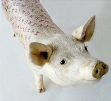 PIG TATS BY WIM DELVOYE