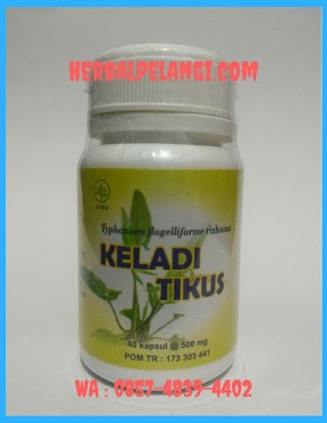 Jual Kapsul Keladi Tikus Di Tasikmalaya | WA : 0857-4839-4402